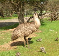 Minlaton Fauna Park - Lennox Head Accommodation
