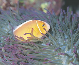 Rowley Shoals - Lennox Head Accommodation 0