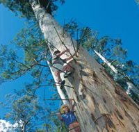 Dave Evans Bicentennial Tree - Lennox Head Accommodation
