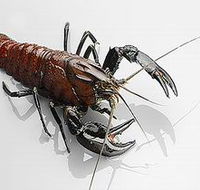 Andermel Marron - Lennox Head Accommodation