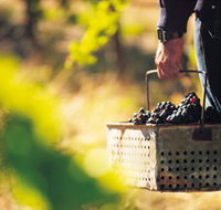 Burge Family Winemakers - Lennox Head Accommodation