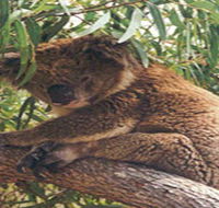 Mikkira Station - Lennox Head Accommodation