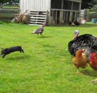 Echo Farm - Lennox Head Accommodation