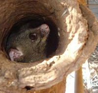 Mulga Sanctuary and Wildlife Park - Lennox Head Accommodation