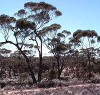 Clements Gap Conservation Park - Lennox Head Accommodation