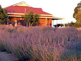 Bella Lavender Estate - Lennox Head Accommodation 0