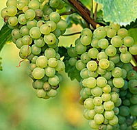 TP Vineyards - Lennox Head Accommodation