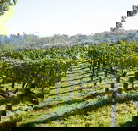 Surveyor's Hill Vineyards - Lennox Head Accommodation