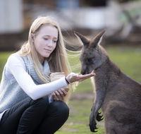 Bonorong Wildlife Sanctuary - Lennox Head Accommodation