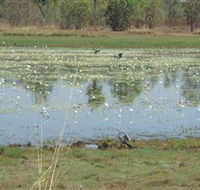 Leaning Tree Lagoon Nature Park - Lennox Head Accommodation
