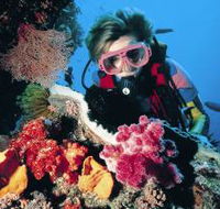 Cook Island Dive Site - Lennox Head Accommodation