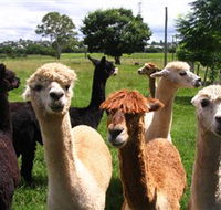 Banyandah Alpacas - Lennox Head Accommodation