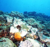 Mudjimba Old Woman Island Dive Site - Lennox Head Accommodation