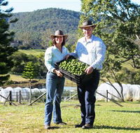 Hinterland Feijoas - Lennox Head Accommodation