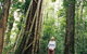 Wet Tropics - thumb 0