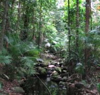 Mossman Gorge Rainforest Circuit Track Daintree National Park - Lennox Head Accommodation