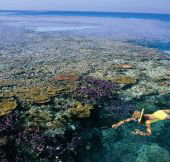 Split Bommie Dive Site - Lennox Head Accommodation