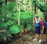 Mount Sorrow Ridge Trail Daintree National Park - Lennox Head Accommodation