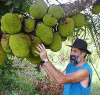 Cape Trib Exotic Fruit Farm - Lennox Head Accommodation