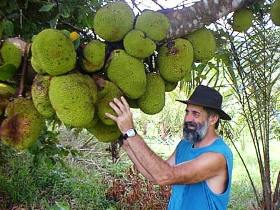 Cape Trib Exotic Fruit Farm - Lennox Head Accommodation 0