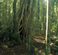 Mount Bithongabel - Lennox Head Accommodation