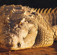 Koorana Crocodile Farm - Lennox Head Accommodation