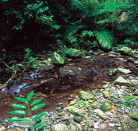 Wompoo Walk - Lennox Head Accommodation