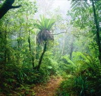 Lamington National Park Green Mountains Section - Lennox Head Accommodation