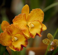 Queens Park - Orchid House - Lennox Head Accommodation