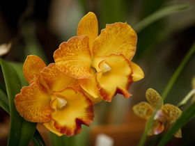 Queens Park - Orchid House - Lennox Head Accommodation 0
