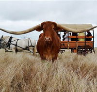 Texas Longhorn Wagon Tours and Safaris - Lennox Head Accommodation