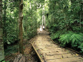 Lake Barrine Circuit Track, Crater Lakes National Park - Lennox Head Accommodation 0