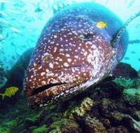 Lady Musgrave Island Dive Sites - Lennox Head Accommodation