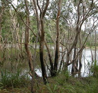 Mount Rooper Circuit and Swamp Bay Track - Lennox Head Accommodation