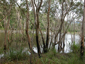 Mount Rooper Circuit And Swamp Bay Track - Lennox Head Accommodation 0
