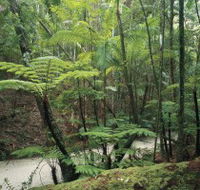 Fraser Island Great Walk - Lennox Head Accommodation