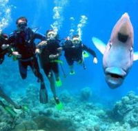 Henderson's Rock Dive Site - Lennox Head Accommodation