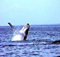 Whale Watching - Lennox Head Accommodation