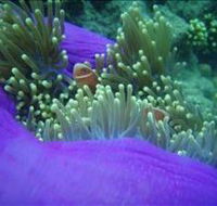 The Lady Bowen Dive Site - Lennox Head Accommodation