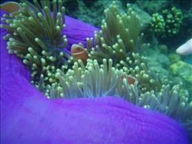 The Lady Bowen Dive Site - Lennox Head Accommodation 0