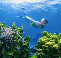 Wheeler Reef Dive Site - Lennox Head Accommodation