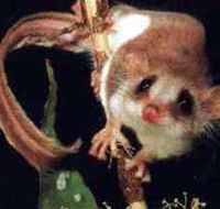 Carrowong Fauna Sanctuary - Lennox Head Accommodation