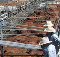 Dalrymple Sales Yards - Cattle Sales - Lennox Head Accommodation