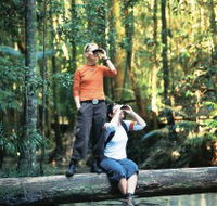 Birdwatching on the Fraser Coast - Lennox Head Accommodation
