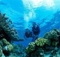 Coral Gardens Dive Site - Lennox Head Accommodation