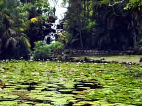 Queens Park Waterfall - Lennox Head Accommodation 0