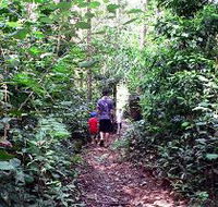 Malanda Falls Rainforest Walk Malanda Falls Conservation Park - Lennox Head Accommodation