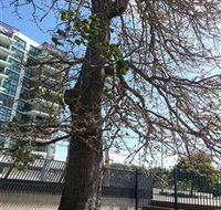The Leichhardt Tree - Lennox Head Accommodation