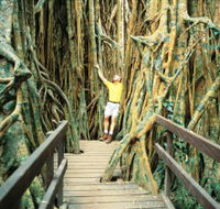 Curtain Fig Tree - Lennox Head Accommodation
