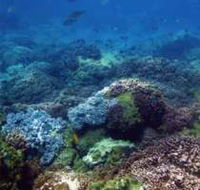 Hoffman's Rocks Dive Site - Lennox Head Accommodation